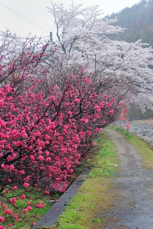 ��¼�ʴ����ܰ�ȥ������֤�ι��2017ǯ4��17����18��