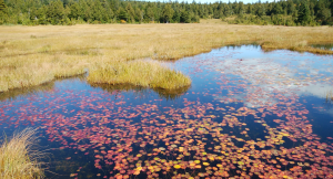 ����������ա���ʩ����2017ǯ9��28����10��1��